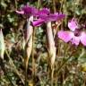 Fotografia 7 da espécie Dianthus laricifolius subesp. laricifolius do Jardim Botânico UTAD