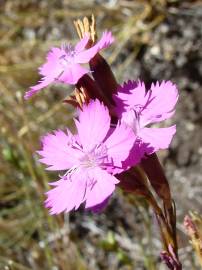 Fotografia da espécie Dianthus laricifolius subesp. laricifolius