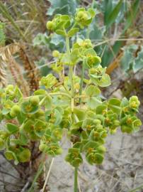 Fotografia da espécie Euphorbia paralias