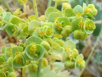 Fotografia da espécie Euphorbia paralias