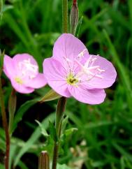 Epilobium parviflorum