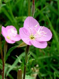 Fotografia da espécie Epilobium parviflorum