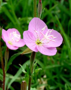 Fotografia 1 da espécie Epilobium parviflorum no Jardim Botânico UTAD