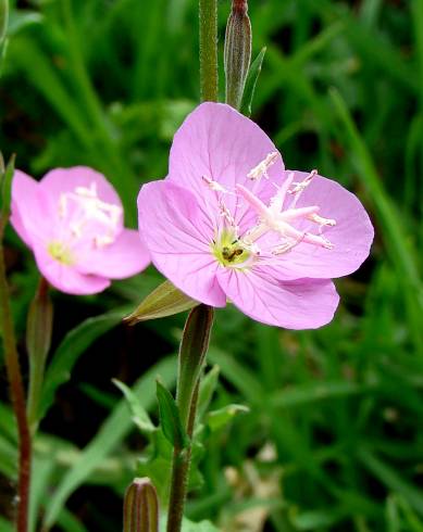 Fotografia de capa Epilobium parviflorum - do Jardim Botânico