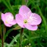 Fotografia 1 da espécie Epilobium parviflorum do Jardim Botânico UTAD