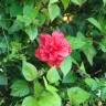 Fotografia 12 da espécie Hibiscus rosa-sinensis do Jardim Botânico UTAD