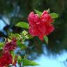 Fotografia 13 da espécie Hibiscus rosa-sinensis do Jardim Botânico UTAD