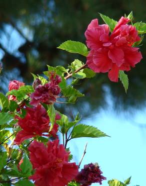 Fotografia 14 da espécie Hibiscus rosa-sinensis no Jardim Botânico UTAD