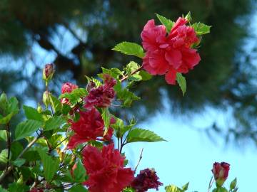 Fotografia da espécie Hibiscus rosa-sinensis