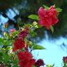 Fotografia 14 da espécie Hibiscus rosa-sinensis do Jardim Botânico UTAD