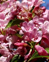 Weigela florida