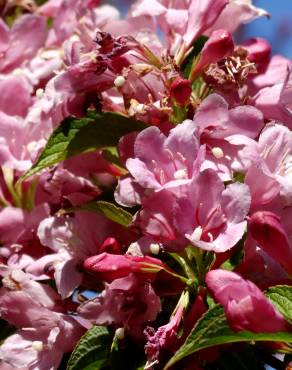 Fotografia 1 da espécie Weigela florida no Jardim Botânico UTAD