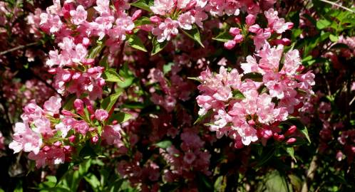 Fotografia da espécie Weigela florida