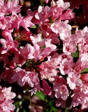 Fotografia 15 da espécie Weigela florida no Jardim Botânico UTAD