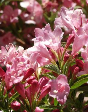 Fotografia 16 da espécie Weigela florida no Jardim Botânico UTAD