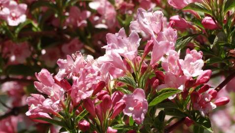 Fotografia da espécie Weigela florida