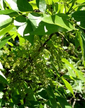 Fotografia 15 da espécie Fraxinus excelsior no Jardim Botânico UTAD