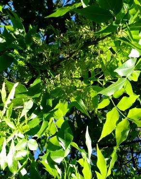 Fotografia 16 da espécie Fraxinus excelsior no Jardim Botânico UTAD