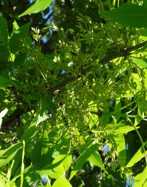 Fotografia 17 da espécie Fraxinus excelsior no Jardim Botânico UTAD