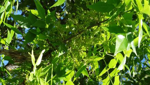 Fotografia da espécie Fraxinus excelsior