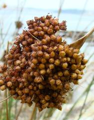 Juncus conglomeratus