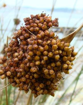 Fotografia 1 da espécie Juncus conglomeratus no Jardim Botânico UTAD