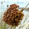 Fotografia 1 da espécie Juncus conglomeratus do Jardim Botânico UTAD