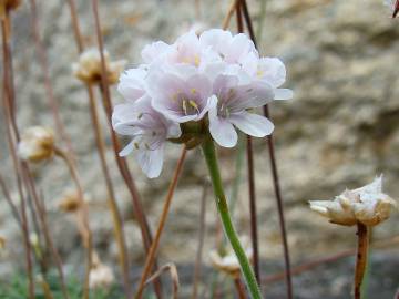 Fotografia da espécie Armeria maritima