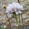 Fotografia 30 da espécie Armeria maritima do Jardim Botânico UTAD