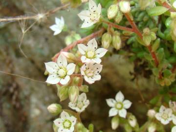 Fotografia da espécie Sedum hirsutum