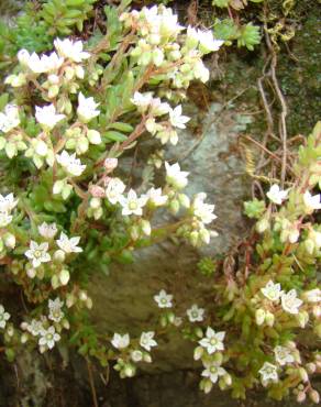 Fotografia 13 da espécie Sedum hirsutum no Jardim Botânico UTAD