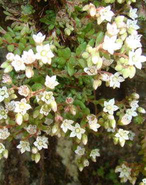 Fotografia 1 da espécie Sedum hirsutum no Jardim Botânico UTAD