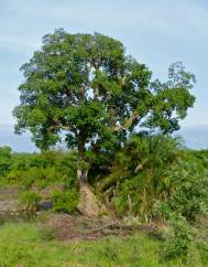 Ficus sycomorus