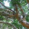 Fotografia 2 da espécie Ficus sycomorus do Jardim Botânico UTAD