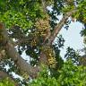 Fotografia 3 da espécie Ficus sycomorus do Jardim Botânico UTAD