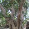 Fotografia 6 da espécie Ficus sycomorus do Jardim Botânico UTAD