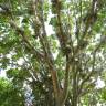 Fotografia 7 da espécie Ficus sycomorus do Jardim Botânico UTAD