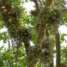 Fotografia 8 da espécie Ficus sycomorus do Jardim Botânico UTAD