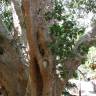 Fotografia 10 da espécie Ficus sycomorus do Jardim Botânico UTAD