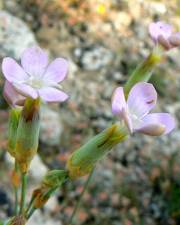 Fotografia da espécie Dianthus pungens