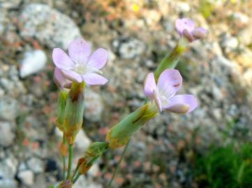 Fotografia da espécie Dianthus pungens subesp. hispanicus