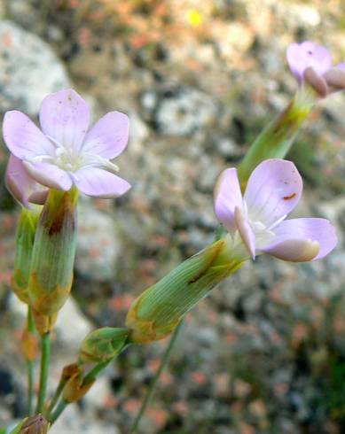 Fotografia de capa Dianthus pungens subesp. hispanicus - do Jardim Botânico