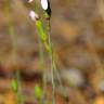 Fotografia 3 da espécie Dianthus pungens subesp. hispanicus do Jardim Botânico UTAD