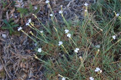 Fotografia da espécie Dianthus pungens subesp. hispanicus