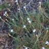 Fotografia 5 da espécie Dianthus pungens subesp. hispanicus do Jardim Botânico UTAD