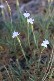Fotografia da espécie Dianthus pungens subesp. hispanicus