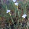 Fotografia 7 da espécie Dianthus pungens subesp. hispanicus do Jardim Botânico UTAD