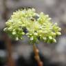 Fotografia 11 da espécie Sedum sediforme do Jardim Botânico UTAD