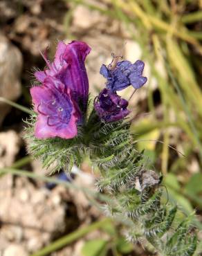 Fotografia 1 da espécie Echium creticum subesp. coincyanum no Jardim Botânico UTAD