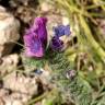 Fotografia 1 da espécie Echium creticum subesp. coincyanum do Jardim Botânico UTAD